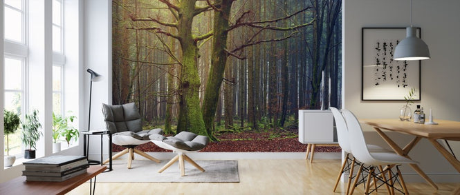 PHOTOWALL / Trees in the Forest (e310777)