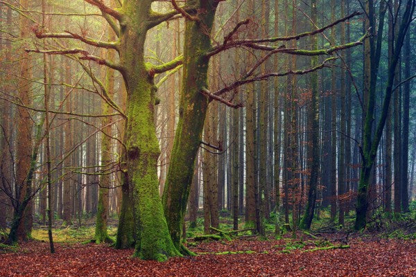 PHOTOWALL / Trees in the Forest (e310777)