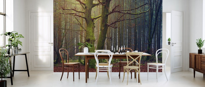 PHOTOWALL / Trees in the Forest (e310777)