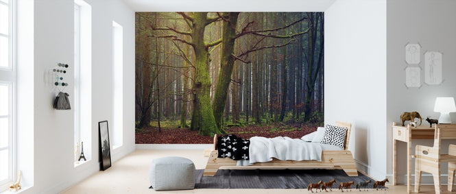 PHOTOWALL / Trees in the Forest (e310777)