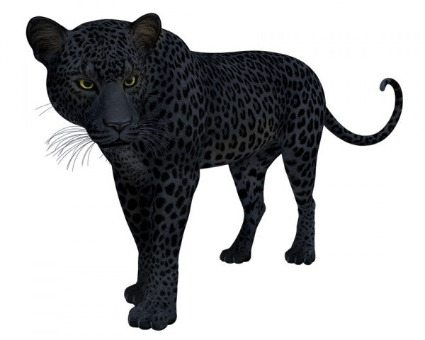 PHOTOWALL / Black Panther (e310783)