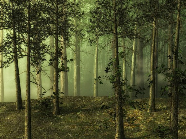 PHOTOWALL / Foggy Forest (e310794)