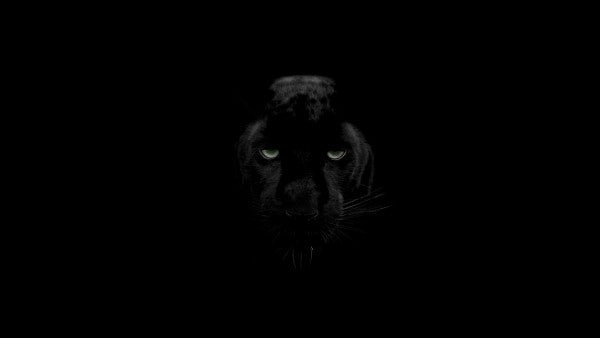 PHOTOWALL / Panther Monochrome (e310802)