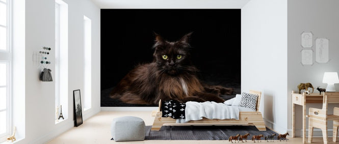 PHOTOWALL / Maine Coon Cat Brown (e41192)