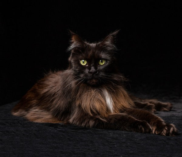 PHOTOWALL / Maine Coon Cat Brown (e41192)
