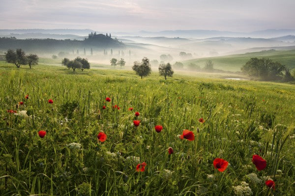 PHOTOWALL / Tuscan Spring (e310967)