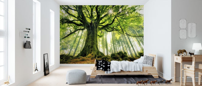 PHOTOWALL / Ponthus Beech (e310982)