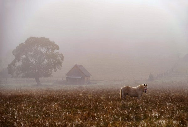 PHOTOWALL / Morning Fog (e311011)
