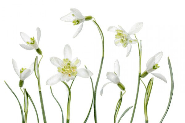 PHOTOWALL / Spring Snowdrops (e311032)