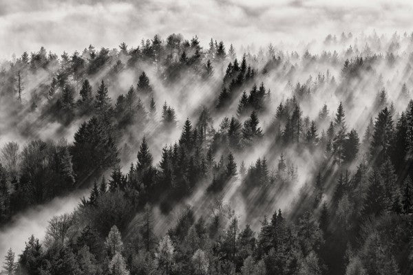 PHOTOWALL / Sundance No.1 (e311034)