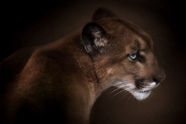 PHOTOWALL / Puma (e311041)
