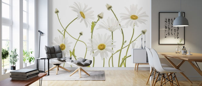 PHOTOWALL / Ox Eye Daisies (e311042)