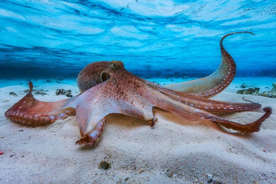 PHOTOWALL / Octopus (e311049)