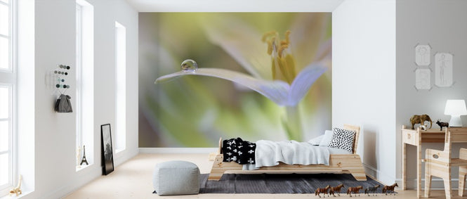 PHOTOWALL / Sunbeam (e311074)