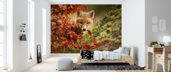 PHOTOWALL / Fox (e311077)