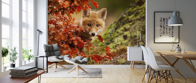 PHOTOWALL / Fox (e311077)