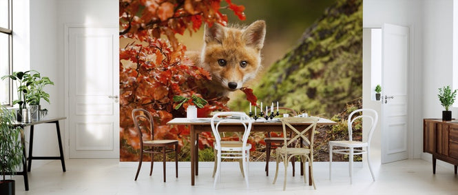PHOTOWALL / Fox (e311077)