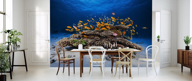 PHOTOWALL / Marine Life (e311086)