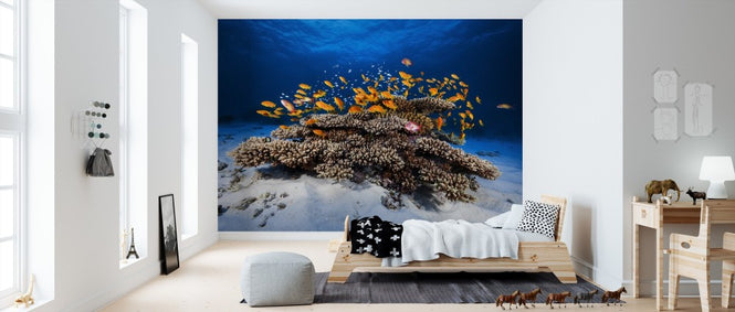 PHOTOWALL / Marine Life (e311086)