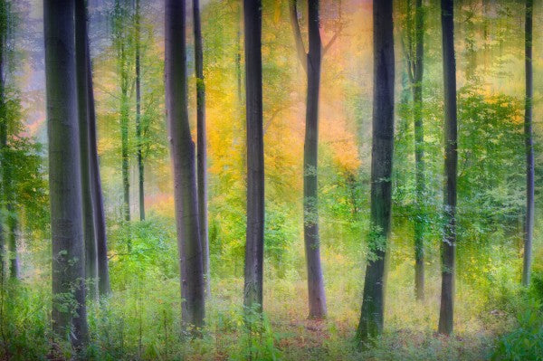 PHOTOWALL / Dreamy (e311097)