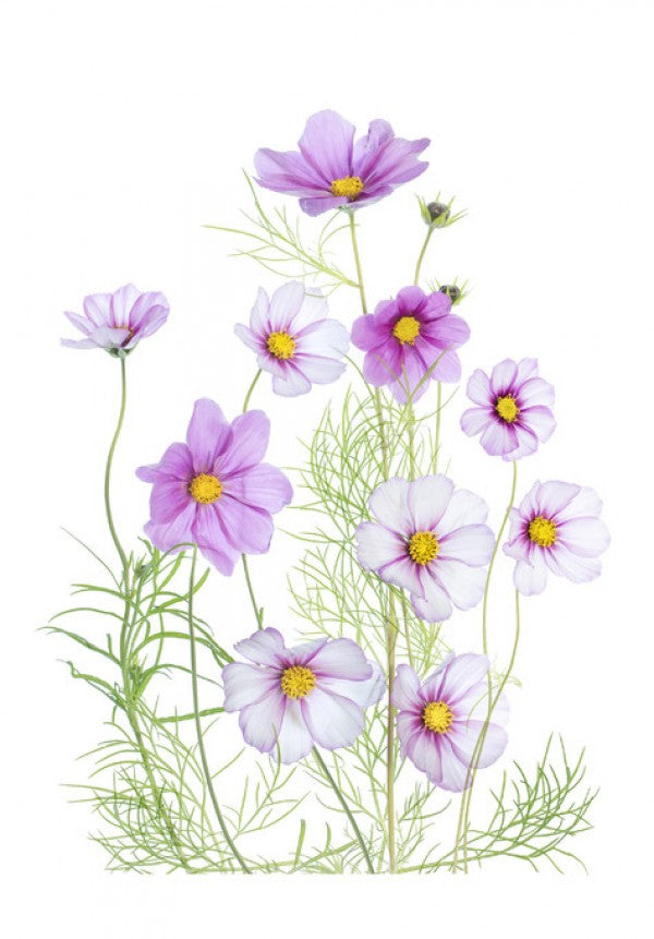 PHOTOWALL / Cosmos Comfort (e311100)