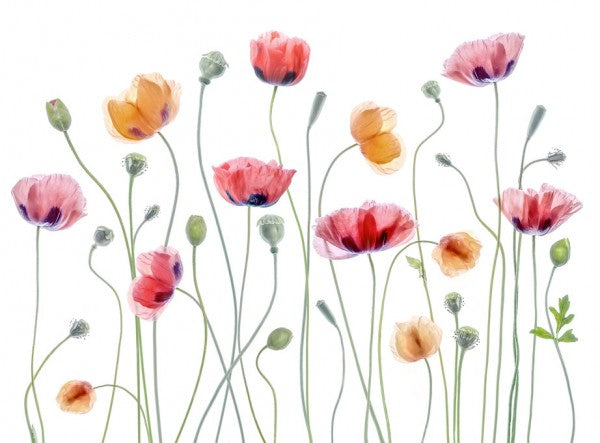 PHOTOWALL / Papaver Party (e311103)