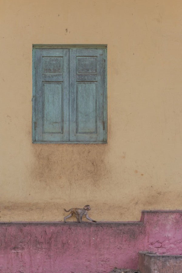 PHOTOWALL / Monkey Stroll (e311111)