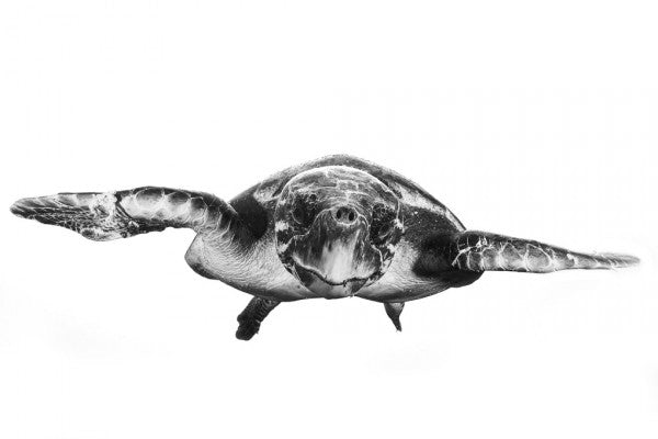 PHOTOWALL / White and Turtle (e311114)