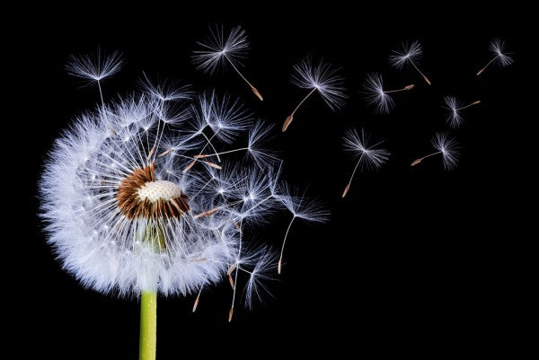 PHOTOWALL / Dandelion Blowing (e311116)