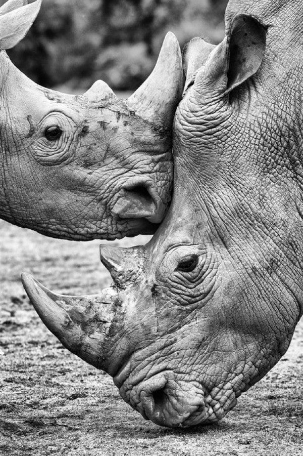 PHOTOWALL / Face to Face (e311118)