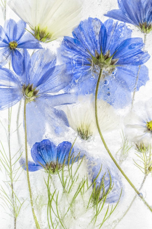 PHOTOWALL / Cosmos Blue (e311121)