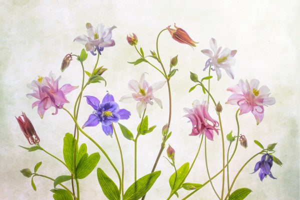 PHOTOWALL / Columbine (e311125)