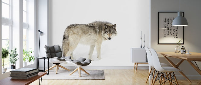 PHOTOWALL / Canadian Timber Wolf Walking Through The Snow (e311129)