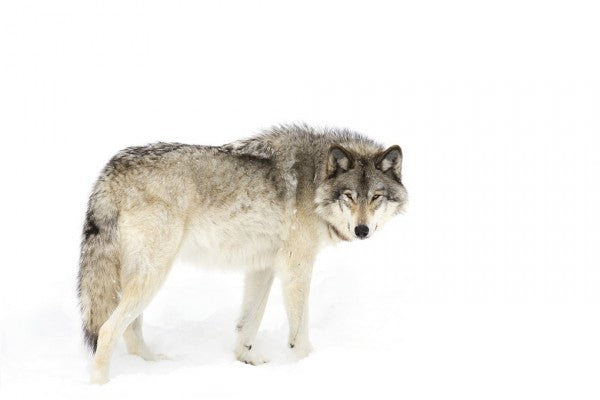PHOTOWALL / Canadian Timber Wolf Walking Through The Snow (e311129)