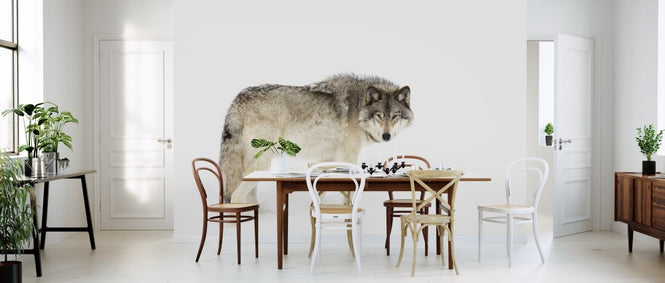 PHOTOWALL / Canadian Timber Wolf Walking Through The Snow (e311129)