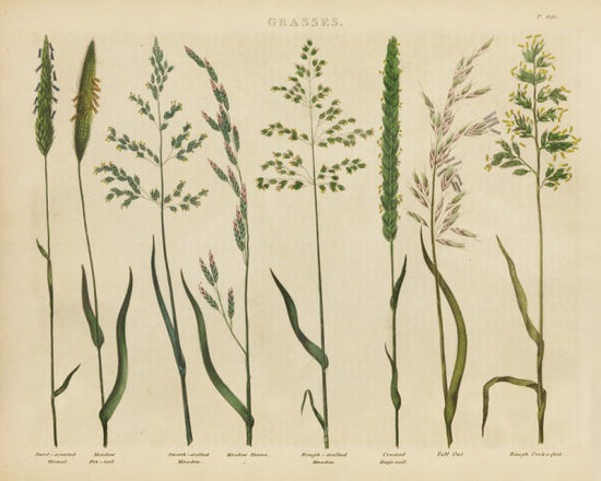 PHOTOWALL / Herbal Botanical VII (e311180)