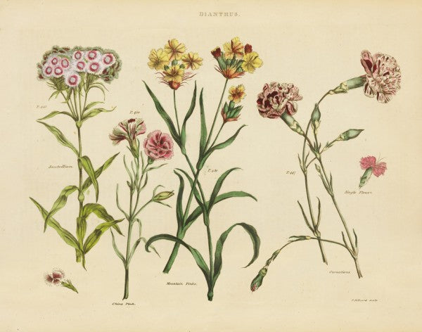 PHOTOWALL / Herbal Botanical VIII (e311181)