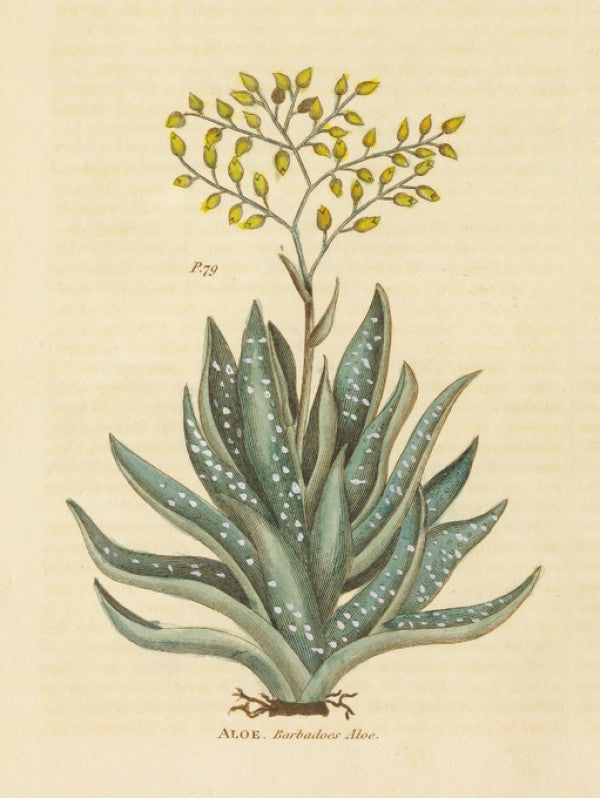 PHOTOWALL / Herbal Botanical XXXI (e311183)
