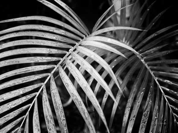 PHOTOWALL / Palm Fronds (e311196)