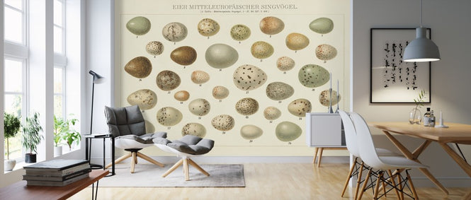 PHOTOWALL / Song Bird Egg Chart v2 (e311223)