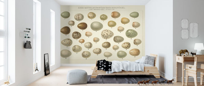 PHOTOWALL / Song Bird Egg Chart v2 (e311223)