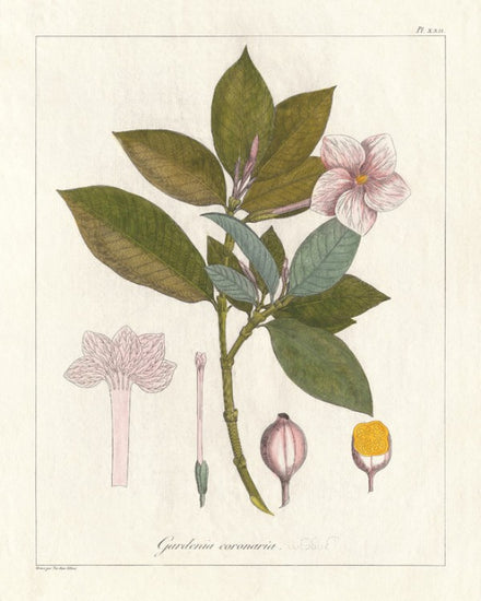 PHOTOWALL / Botanical Gardenia v2 (e311235)