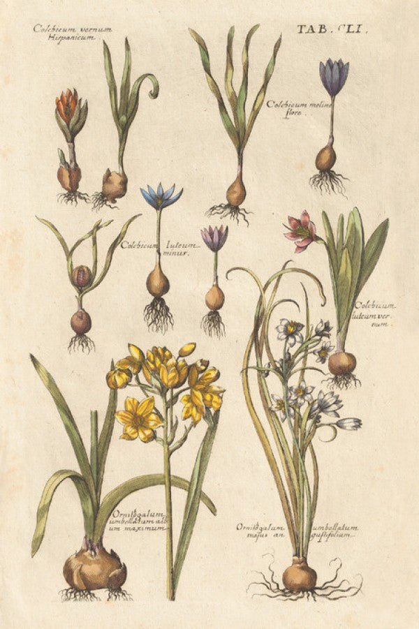 PHOTOWALL / Vintage Florilegium II (e311238)