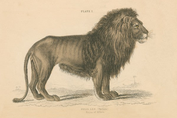 PHOTOWALL / Vintage Lion (e311243)
