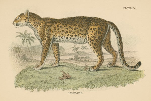 PHOTOWALL / Vintage Leopard (e311244)