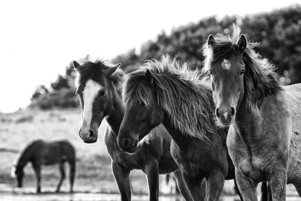 PHOTOWALL / Horses Three (e311276)