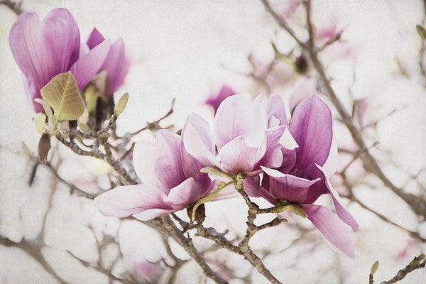 PHOTOWALL / Spring is In the Air III (e311285)