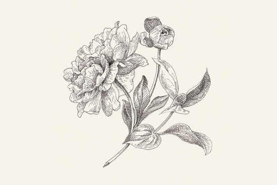 PHOTOWALL / Flower Sketches I (e311996)