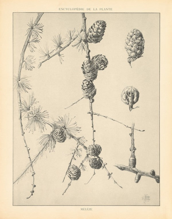 PHOTOWALL / Vintage Tree Sketches II (e312000)