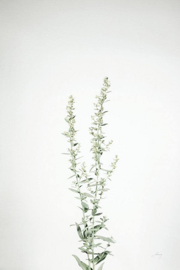 PHOTOWALL / Simple Stems IV (e312007)